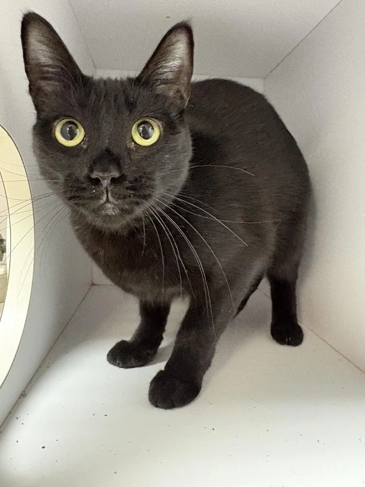 An adult small-sized female Black Domestic Short Hair cat named Izzy for adoption in Bolivar, MO