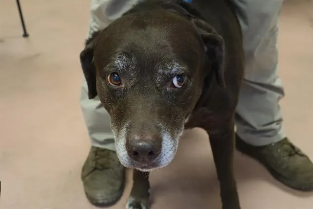 A senior large-sized female Mixed Breed dog named Mia for adoption in Columbia, SC