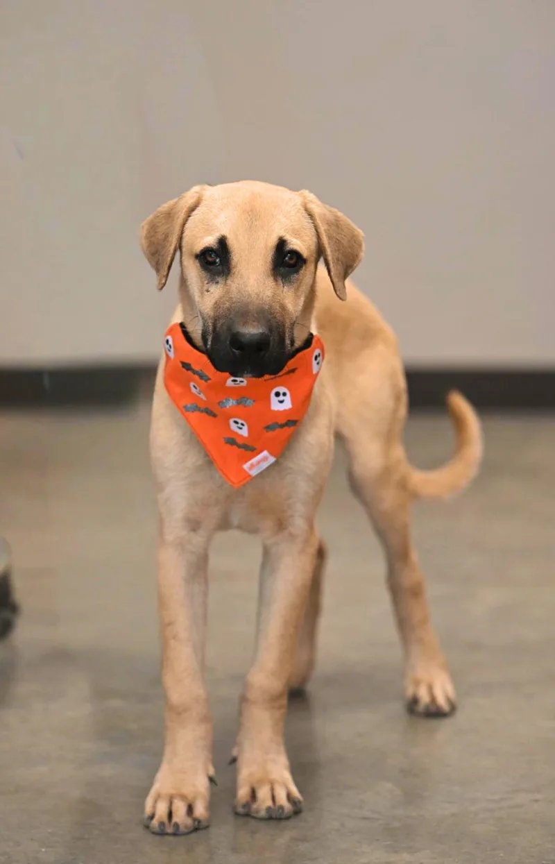 A young medium-sized male Apricot / Beige Black Mouth Cur dog named Huck for adoption in Hot Springs, AR
