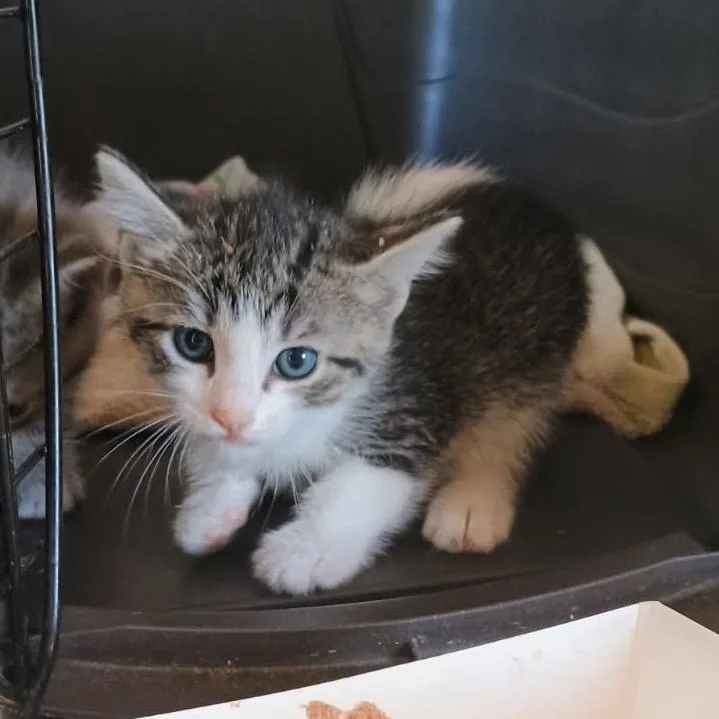 A baby small-sized female Brown / Chocolate Domestic Short Hair cat named Peanut for adoption in Costa Mesa, CA