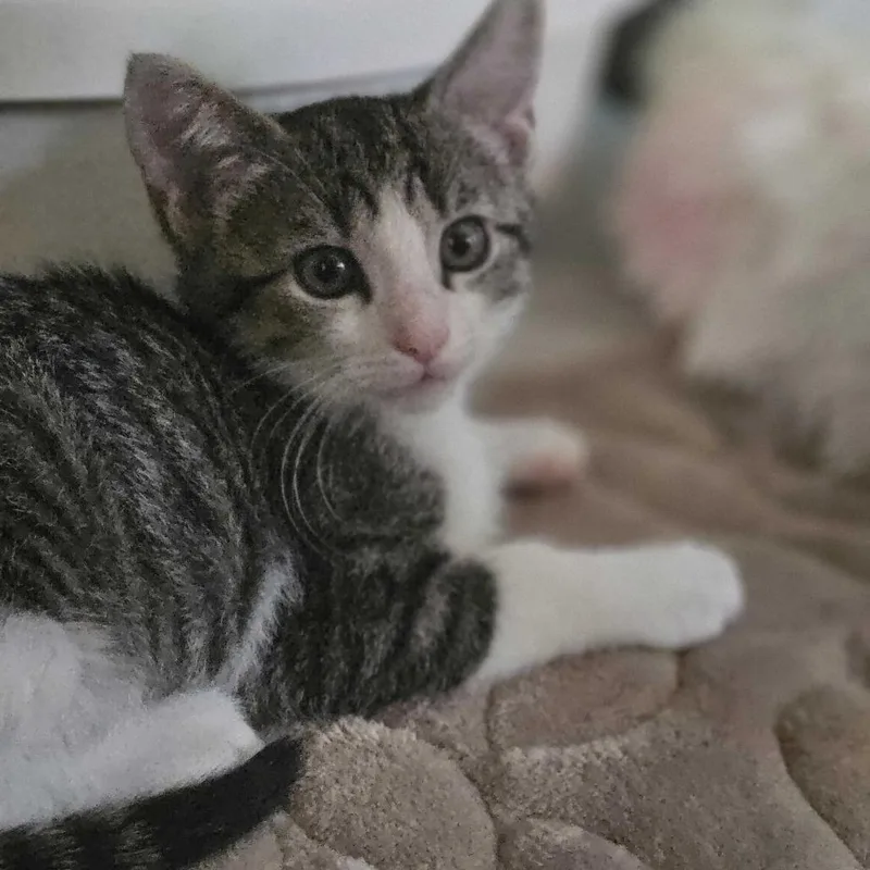 Peanut thumbnail 2