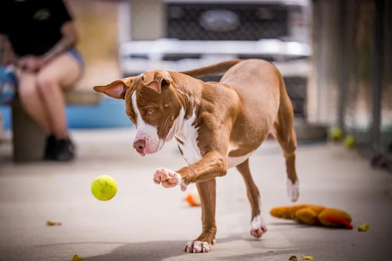 A young medium-sized male Pit Bull Terrier dog named Brock for adoption in Twentynine Palms, CA