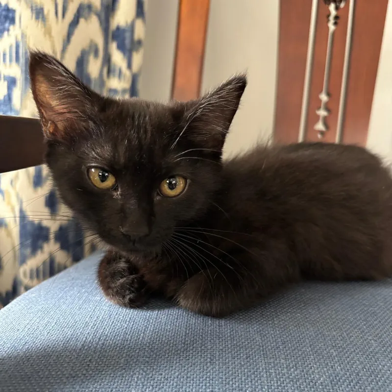 A baby small-sized female Black Domestic Short Hair cat named Dahlia for adoption in Fairfax Station, VA