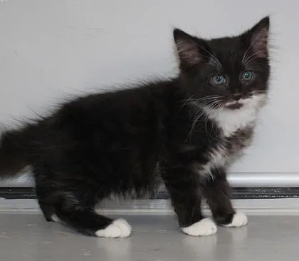 A young small-sized male Domestic Long Hair cat named Conrad for adoption in Taylorsville, NC