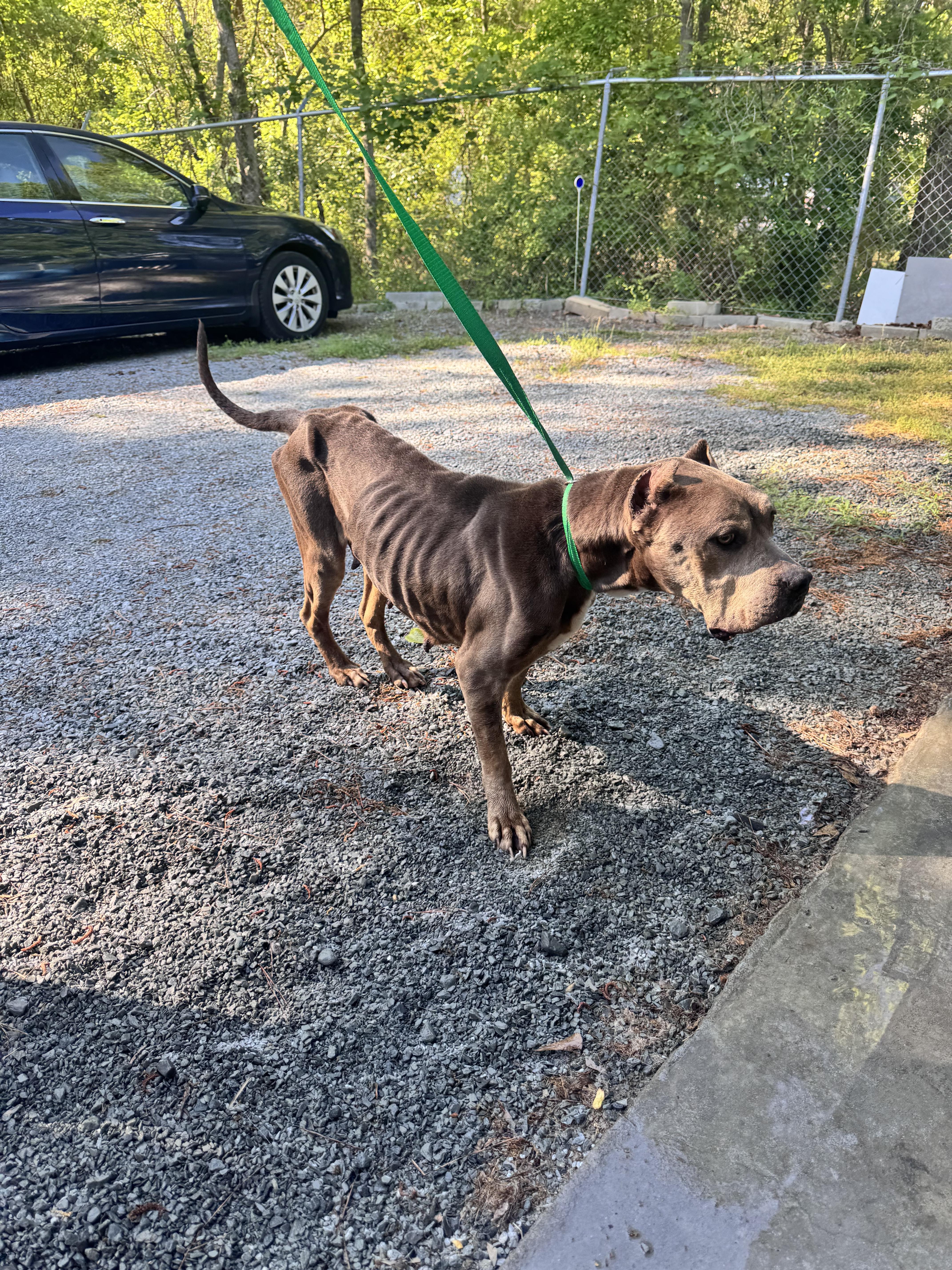 An adult large-sized female Cane Corso dog named Sara for adoption in Elizabethtown, NC