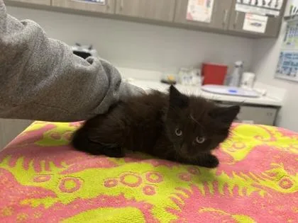 A baby small-sized female Black Domestic Medium Hair cat named Billie for adoption in Kansas City, MO