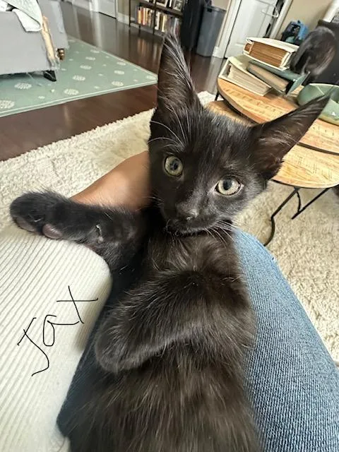 A baby medium-sized male Black Domestic Short Hair cat named Jax for adoption in Lauderhill, FL