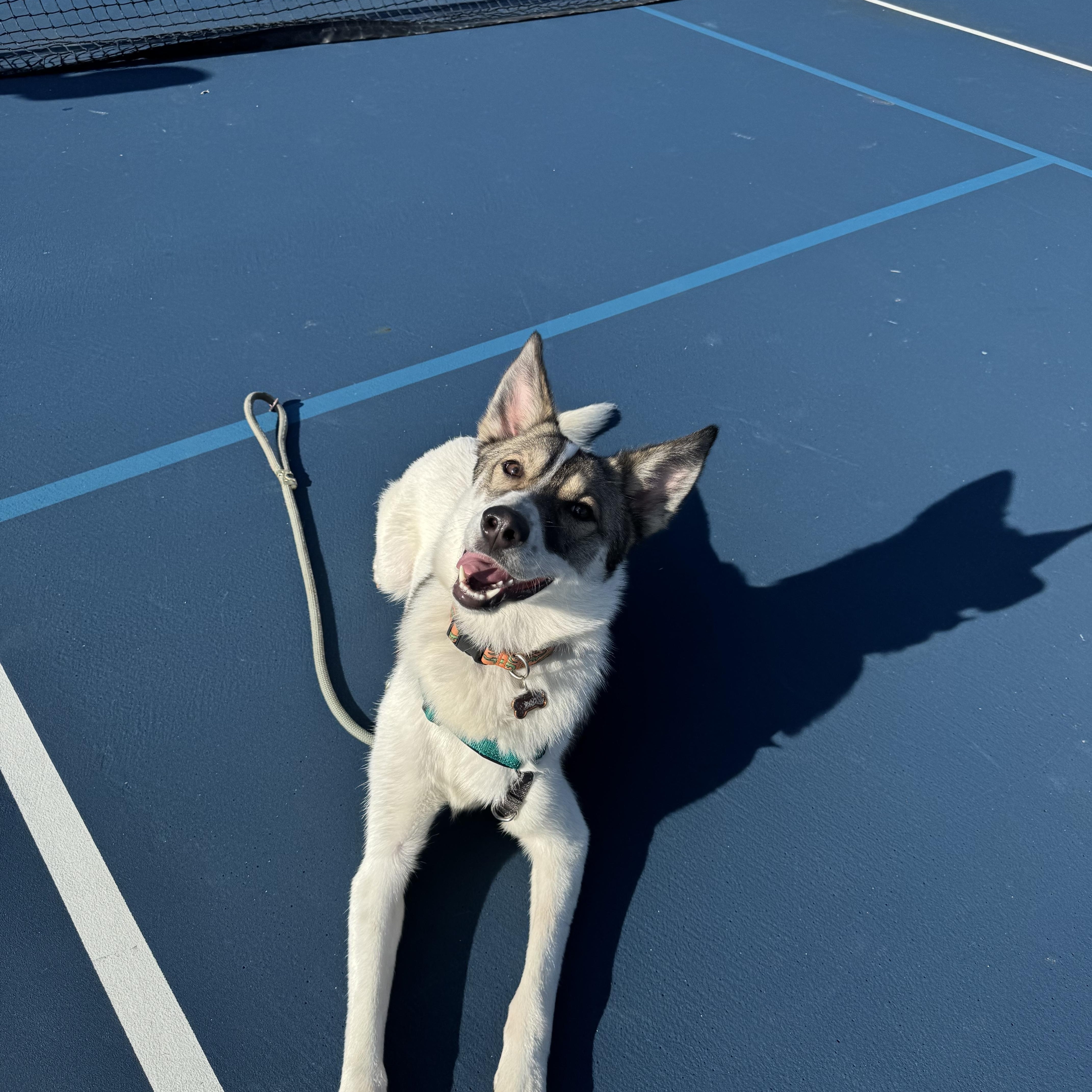 A young medium-sized male Husky dog named ROOCourtesy Listing for adoption in Seneca Falls, NY