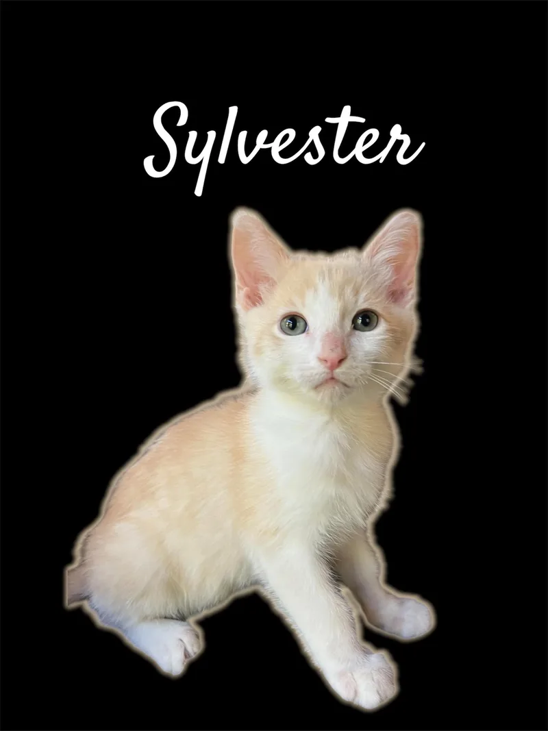 A baby small-sized male Tabby (Buff / Tan / Fawn) Domestic Short Hair cat named Sylvester for adoption in Auburn, CA