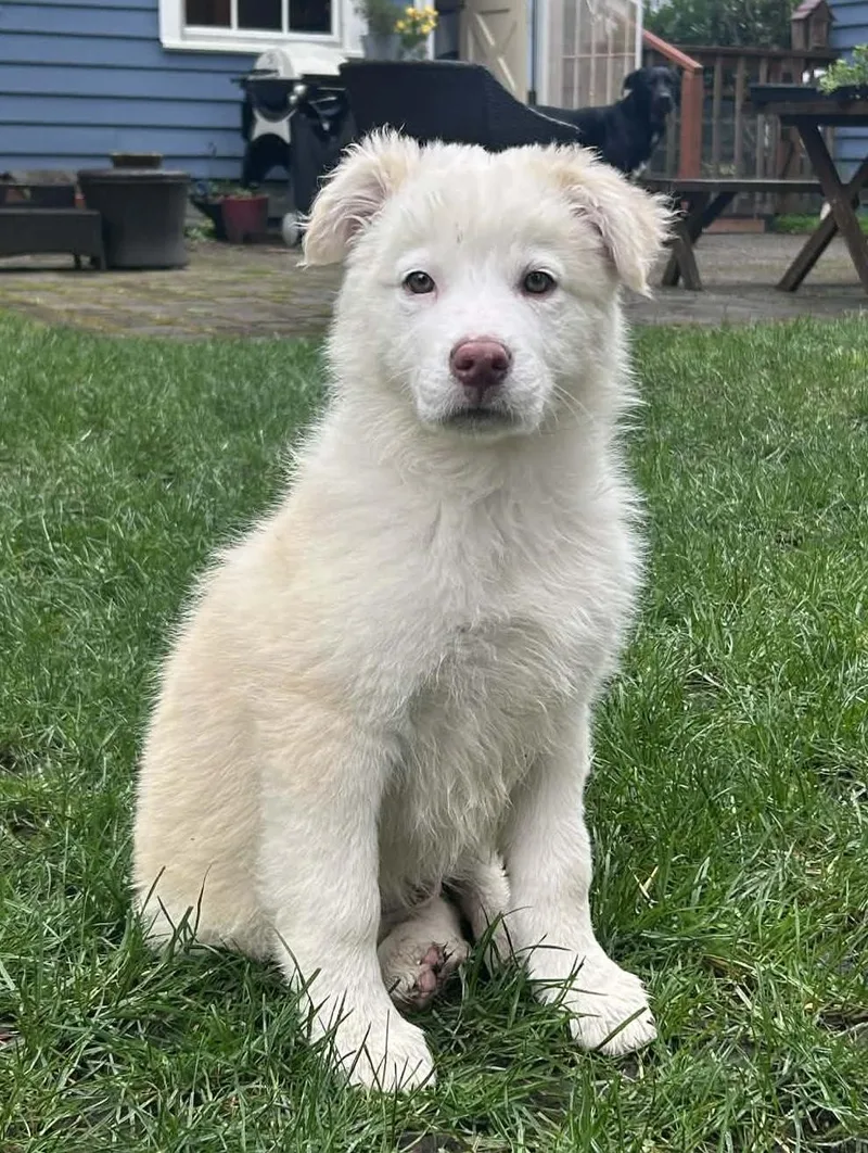 A baby medium-sized male White / Cream Siberian Husky dog named Spinach for adoption in Silvana, WA
