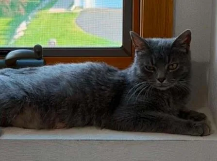 An adult medium-sized female Gray / Blue / Silver Domestic Short Hair cat named Gracie for adoption in Battle Creek, MI