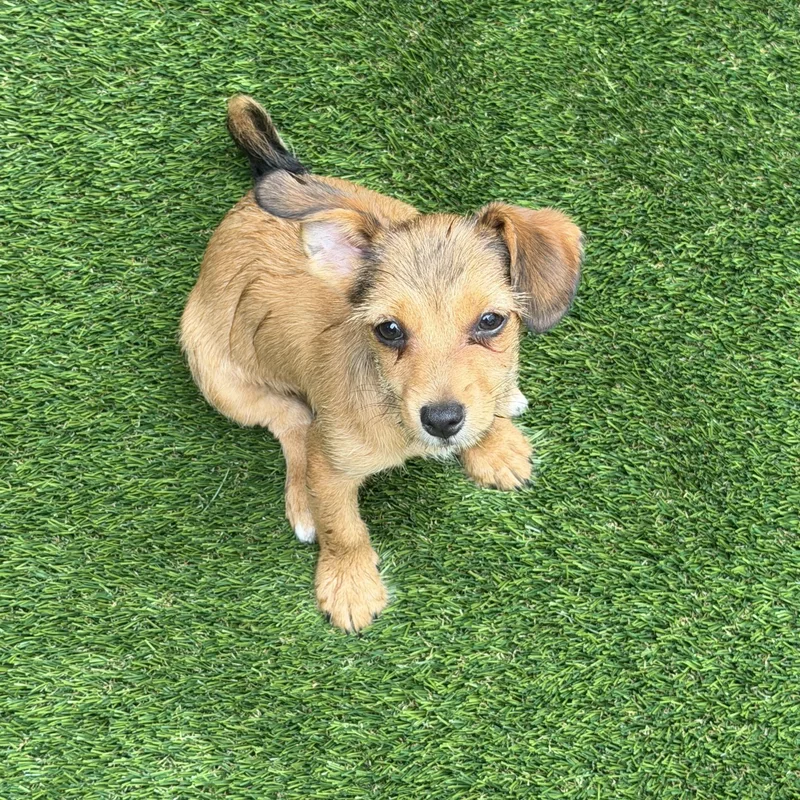 A baby small-sized female Brown / Chocolate Jack Russell Terrier dog named Prada for adoption in Newark, NJ