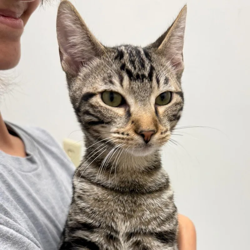 A baby small-sized male Domestic Short Hair cat named Colby for adoption in Cumming, GA