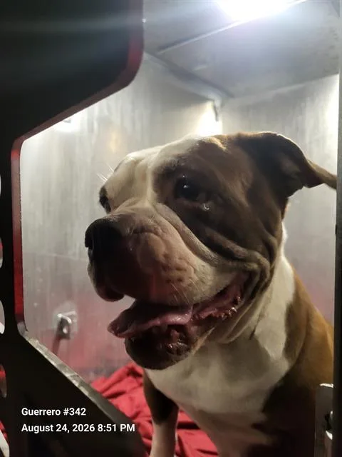 An adult medium-sized female English Bulldog dog named Tammy for adoption in San Antonio, TX