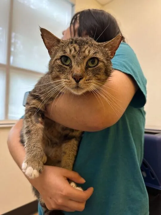 An adult small-sized male Tabby (Brown / Chocolate) Domestic Short Hair cat named Socks for adoption in Raleigh, NC