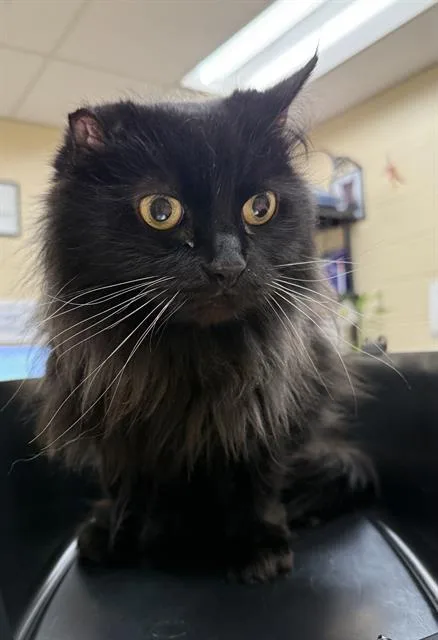 A senior small-sized female Domestic Long Hair cat named Boba for adoption in Aliquippa, PA