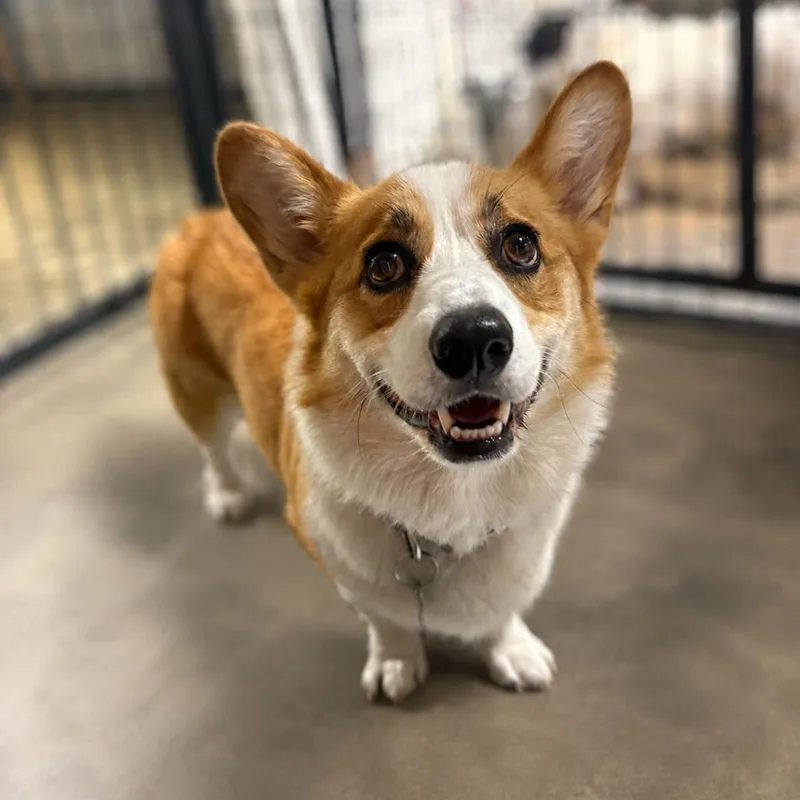 An adult medium-sized male Yellow / Tan / Blond / Fawn Corgi dog named Dorset for adoption in Wappingers Falls, NY