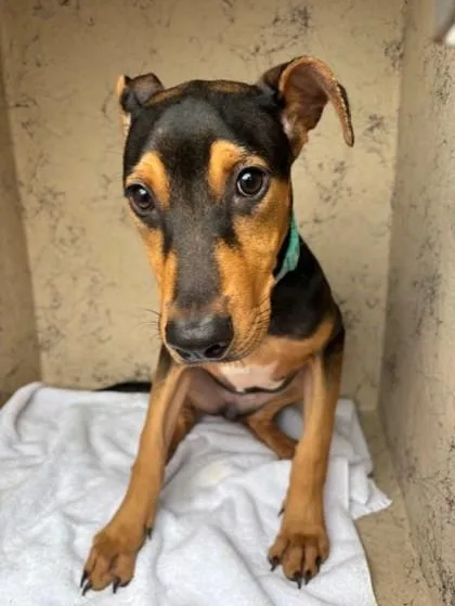 A baby medium-sized female Doberman Pinscher dog named Isabella for adoption in Honolulu, HI