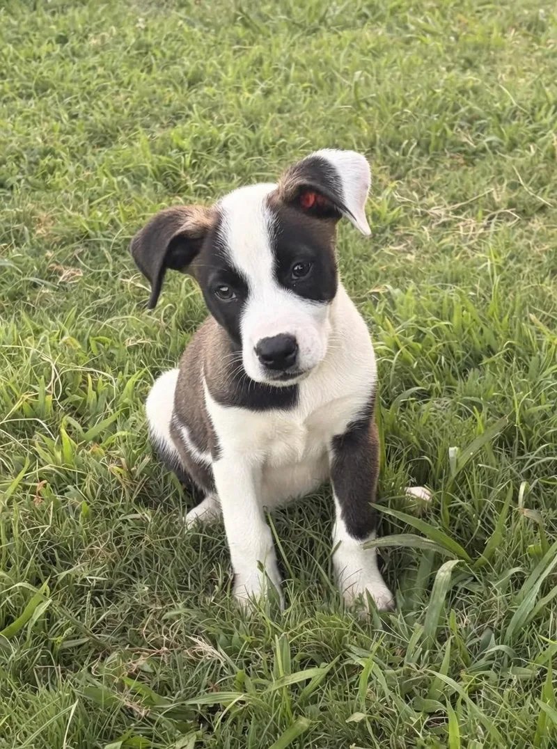 A baby medium-sized female Brown / Chocolate Pit Bull Terrier dog named Sandy for adoption in Watertown, CT
