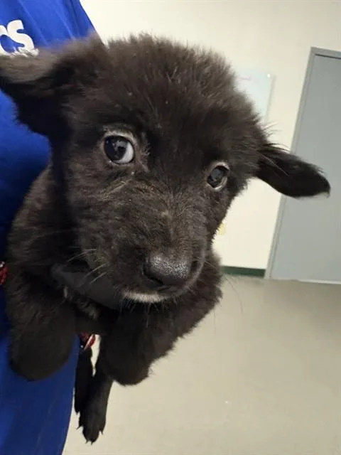 A baby small-sized female German Shepherd Dog dog named Monica for adoption in Corpus Christi, TX