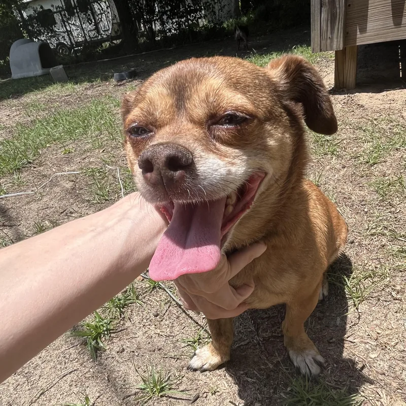 An adult small-sized male Black Mixed Breed dog named Preston & Rocco for adoption in Columbia, SC