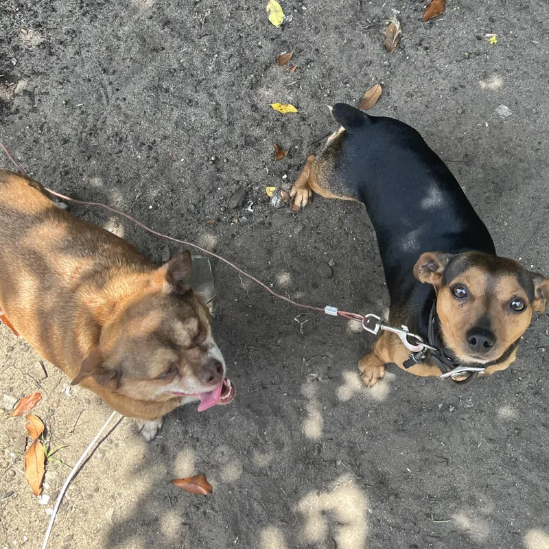 Preston & Rocco thumbnail 4