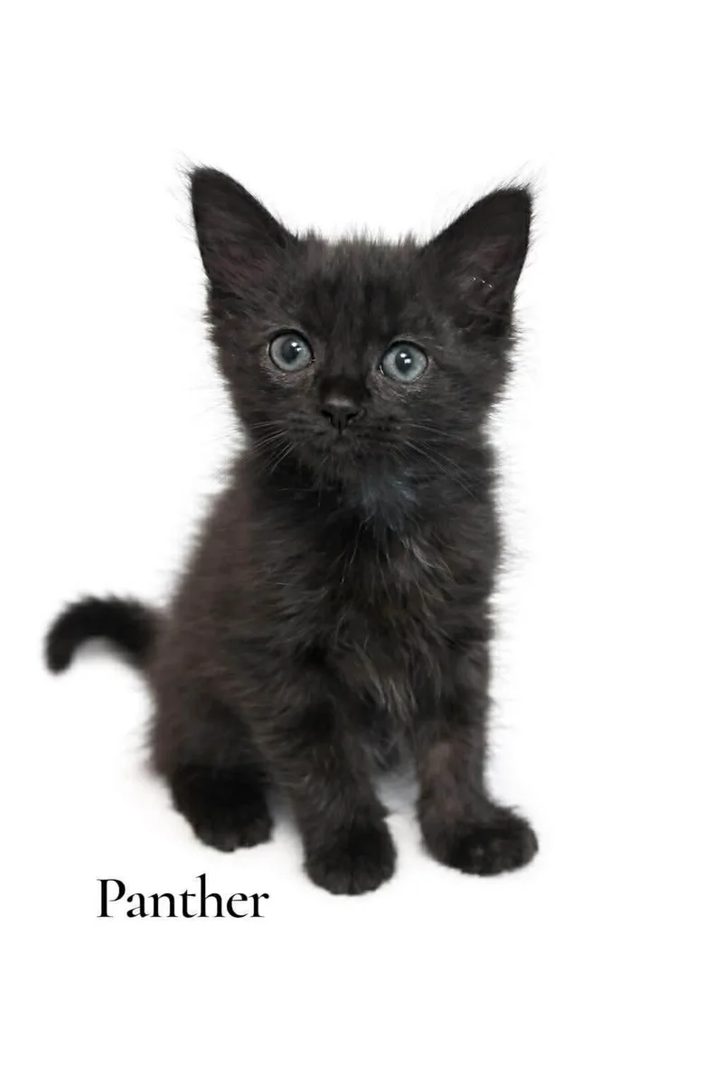 A baby medium-sized male Black Domestic Medium Hair cat named Panther for adoption in Stevensville, MI