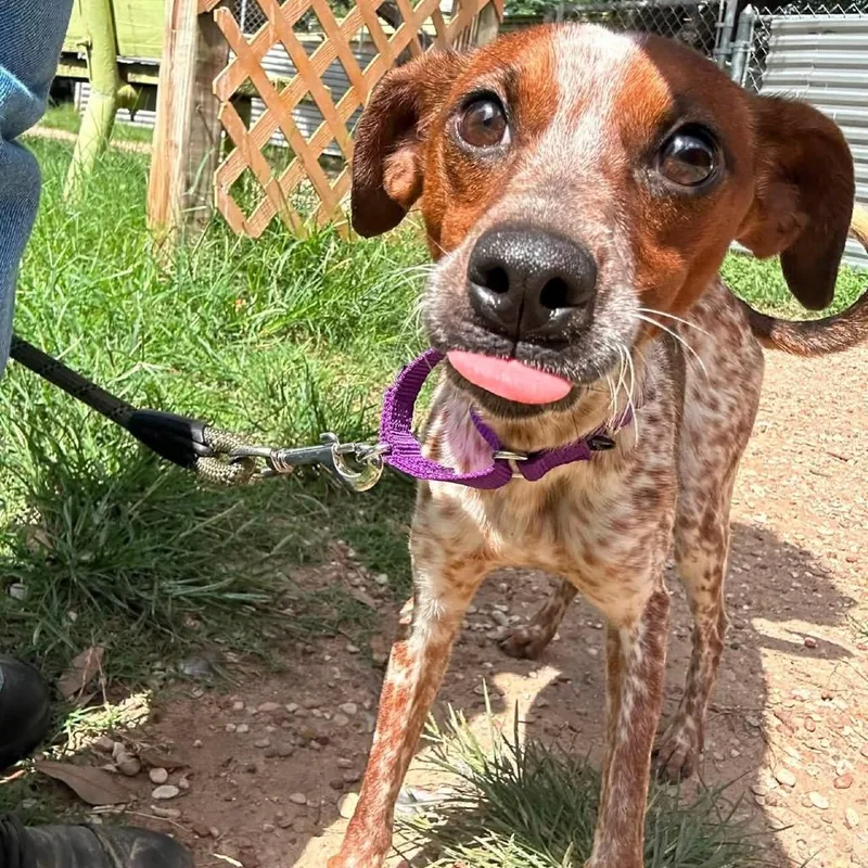 An adult small-sized female Brown / Chocolate Cattle Dog dog named Frisbee for adoption in Austin, TX