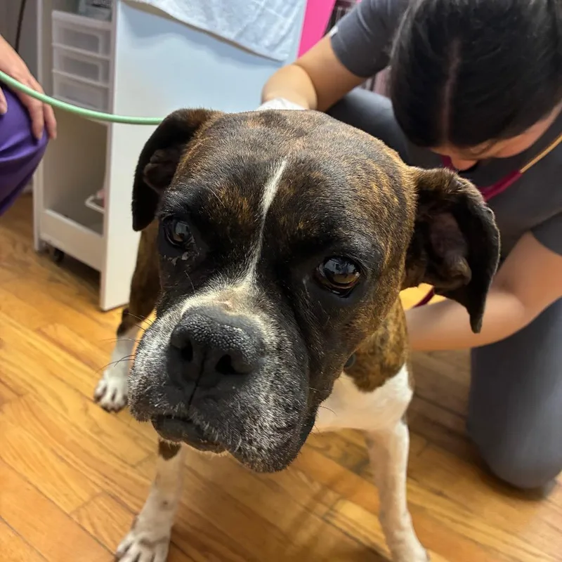 An adult large-sized female Brindle Boxer dog named Janie for adoption in Northbrook, IL