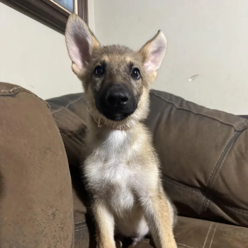 An adult small-sized male Sable German Shepherd Dog dog named Belvedere for adoption in Griffin, GA
