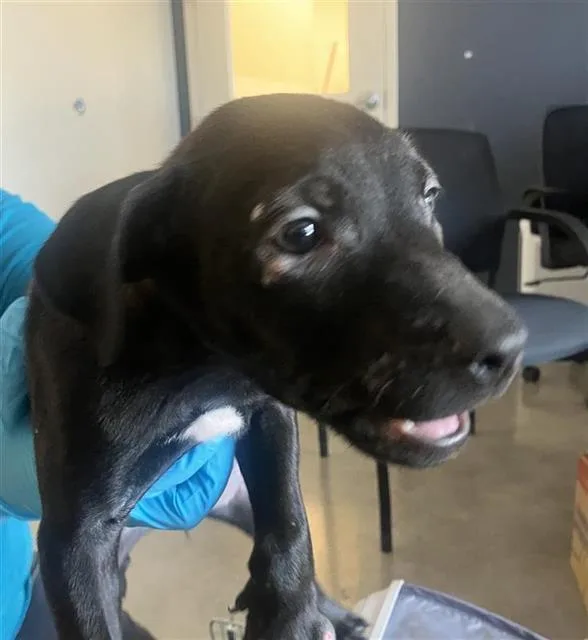 A baby small-sized female Labrador Retriever dog named Liberty for adoption in San Antonio, TX
