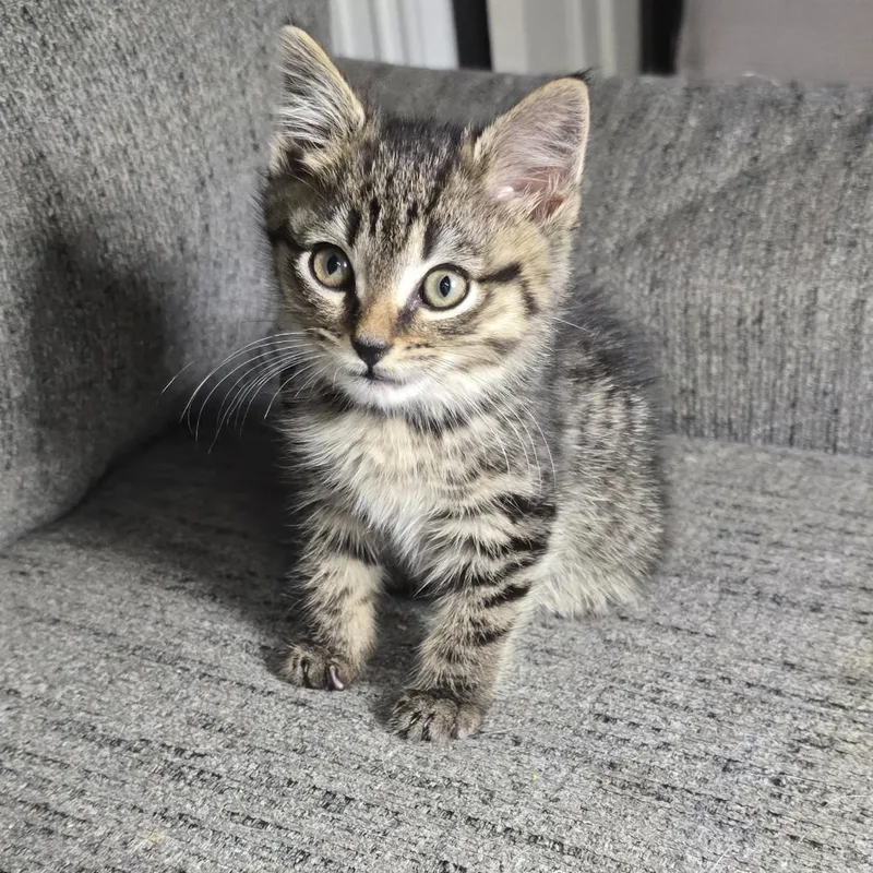 A baby medium-sized male Tabby (Brown / Chocolate) Domestic Short Hair cat named Sid for adoption in Moriches, NY
