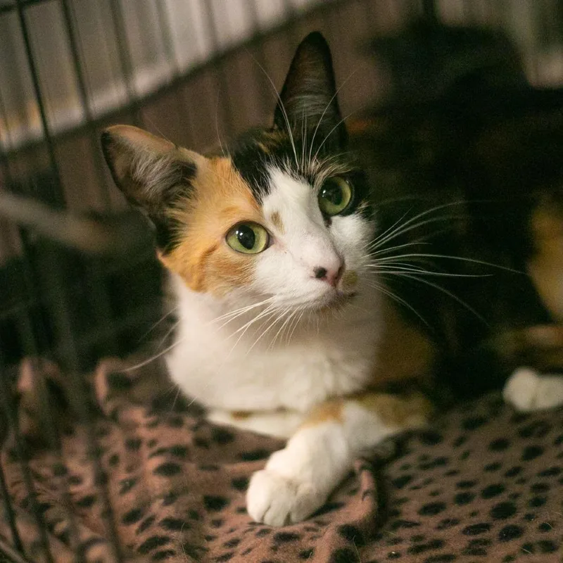 A young medium-sized female Calico Domestic Short Hair cat named Jazzi for adoption in Ponte Vedra, FL