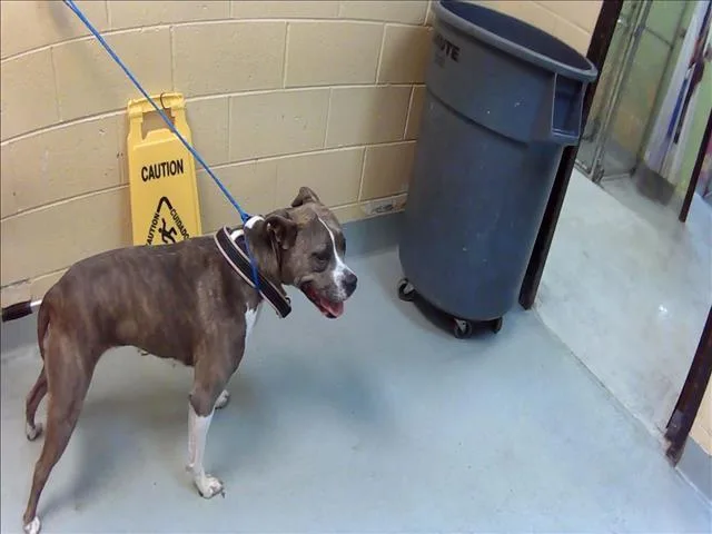 An adult large-sized female Boxer dog named Monroe for adoption in Tulsa, OK