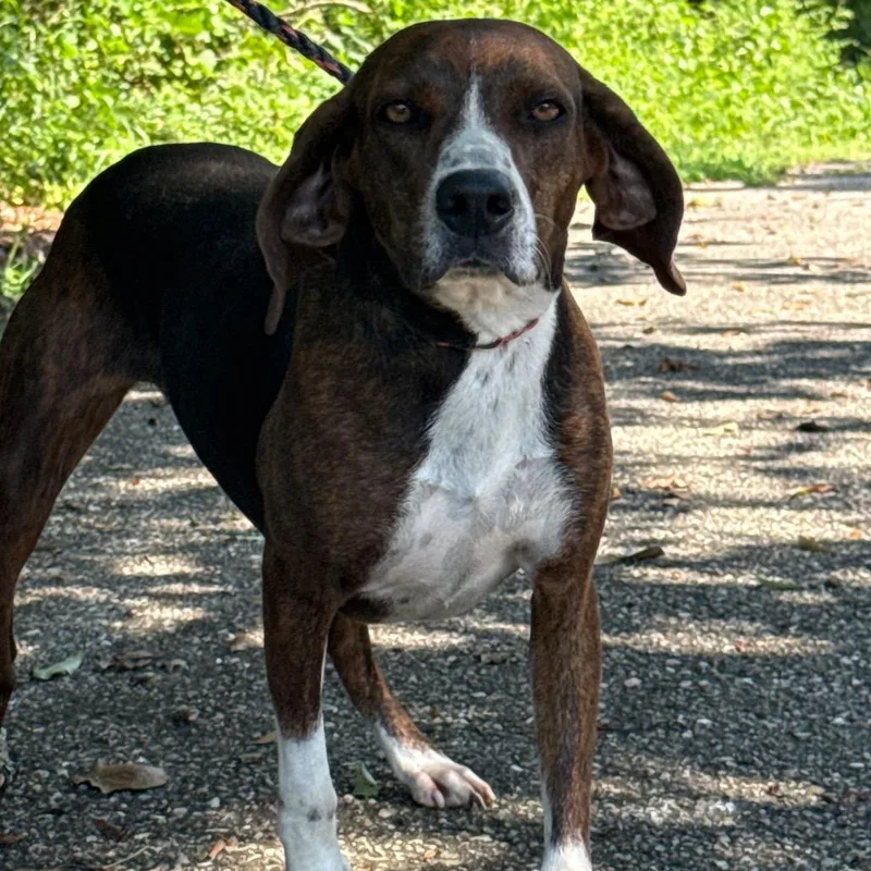 An adult medium-sized female Brown / Chocolate Plott Hound dog named Dottie for adoption in Monroeville, AL