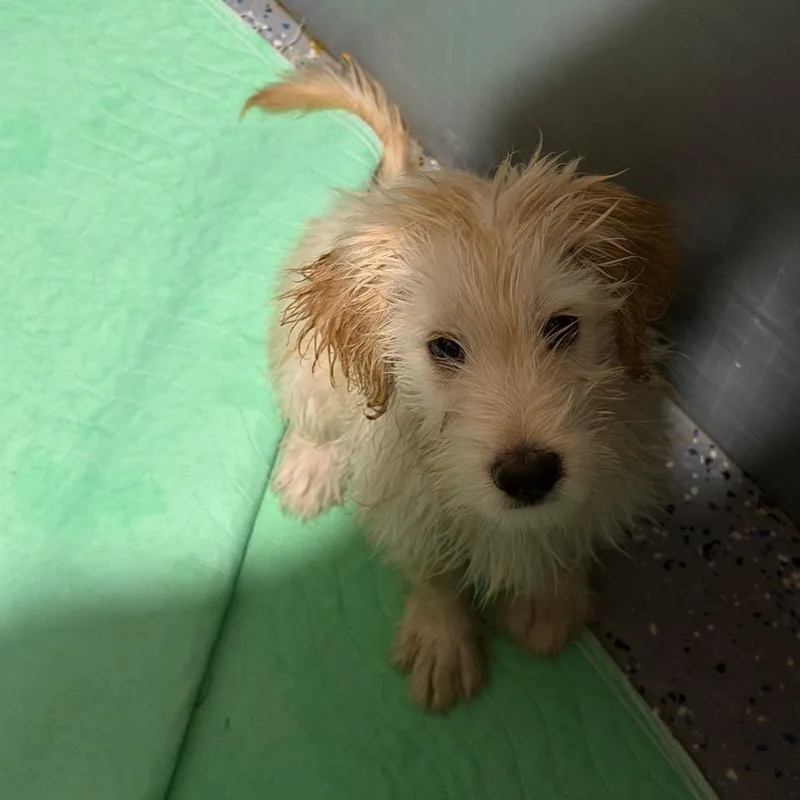 A baby small-sized male Yellow / Tan / Blond / Fawn Mixed Breed dog named Sammy for adoption in Fredericksburg, VA