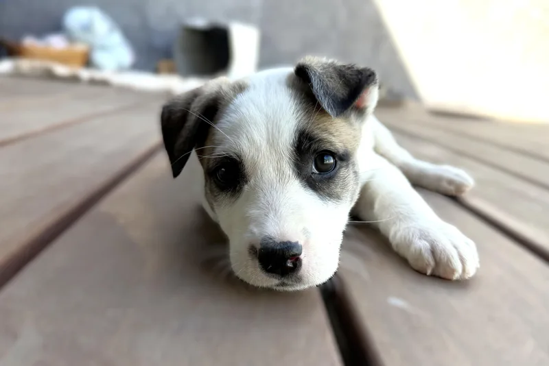 A baby medium-sized female White / Cream Terrier dog named Molly for adoption in Austin, TX