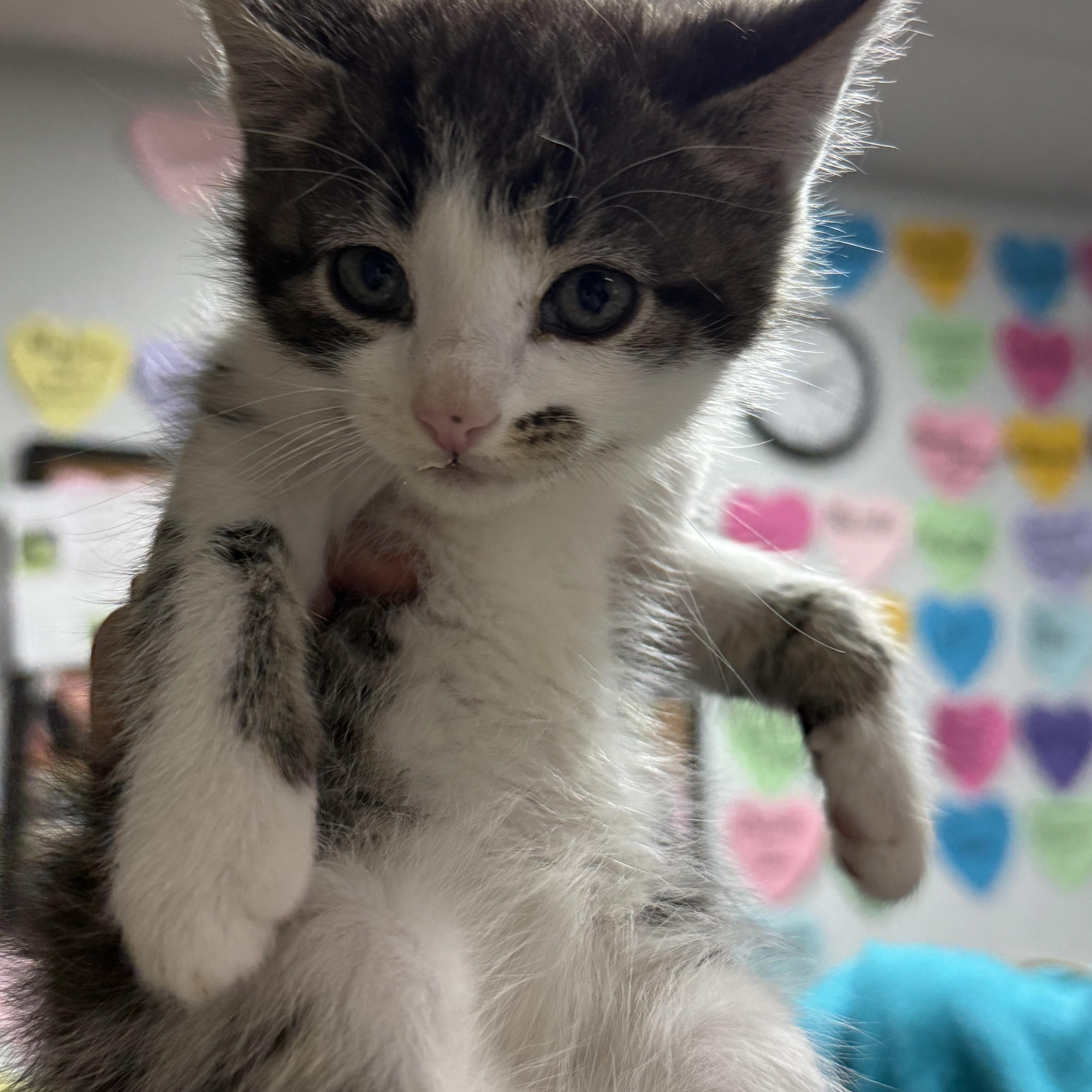 A baby medium-sized male Brown / Chocolate Domestic Short Hair cat named Venom for adoption in Columbia, SC