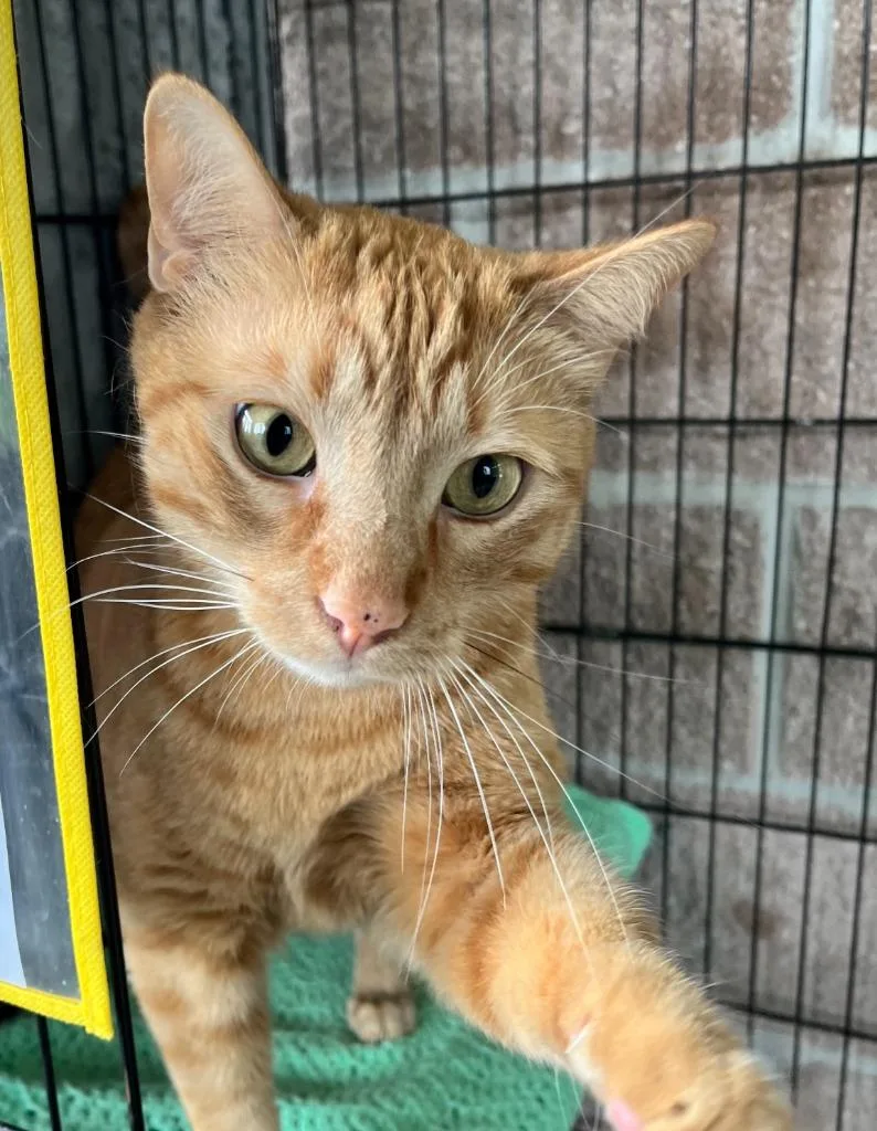 An adult large-sized male Domestic Short Hair cat named George for adoption in Shorewood, IL