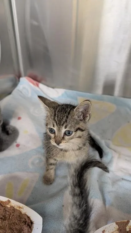 A baby small-sized male Domestic Short Hair cat named Zeus for adoption in Independence, MO