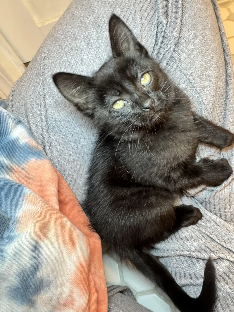 A baby small-sized female Black Domestic Short Hair cat named Alpha for adoption in Fruit Heights, UT