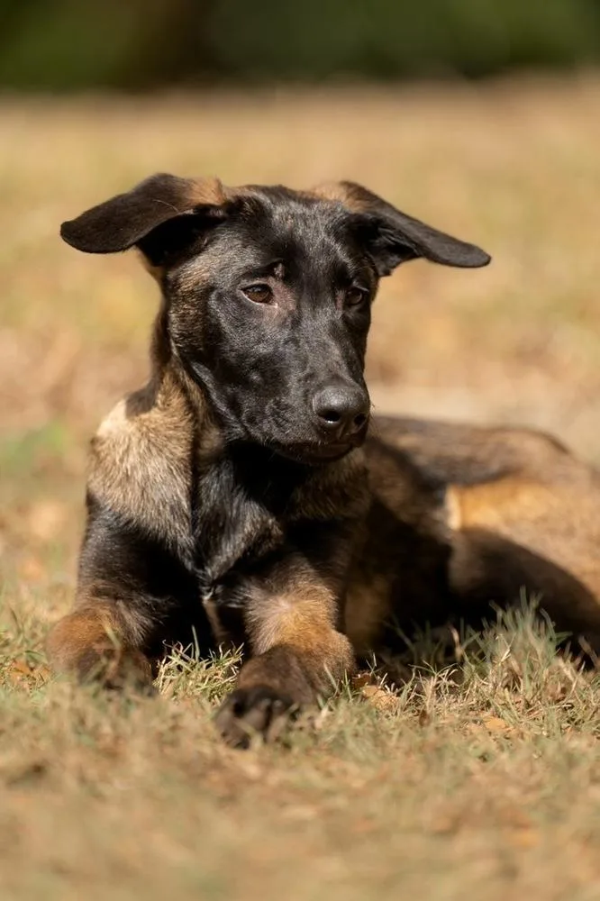 A baby small-sized male Tricolor (Brown, Black, & White) Belgian Shepherd / Malinois dog named Code Litter  Kernel for adoption in Imlay City, MI