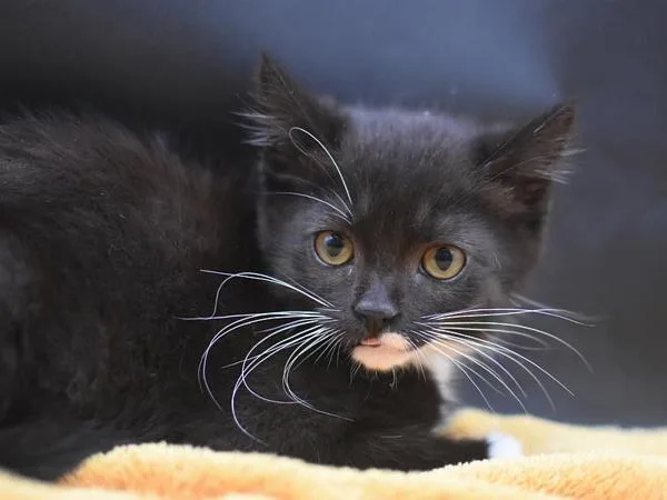 A baby small-sized male Domestic Short Hair cat named Gobo for adoption in Portland, OR