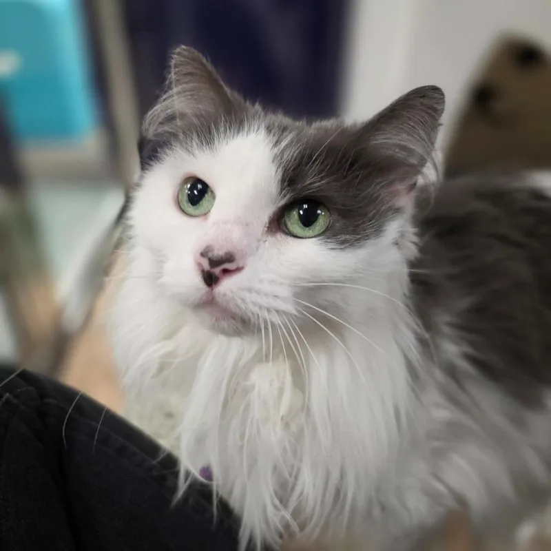 Princess beatiful longhaired