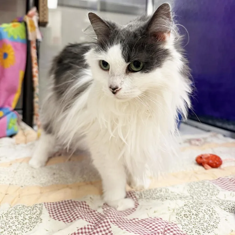 Princess  beatiful longhaired thumbnail 2