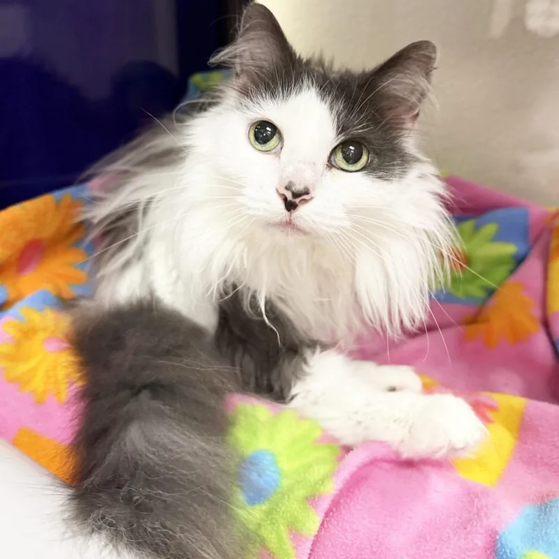 Princess  beatiful longhaired thumbnail 3