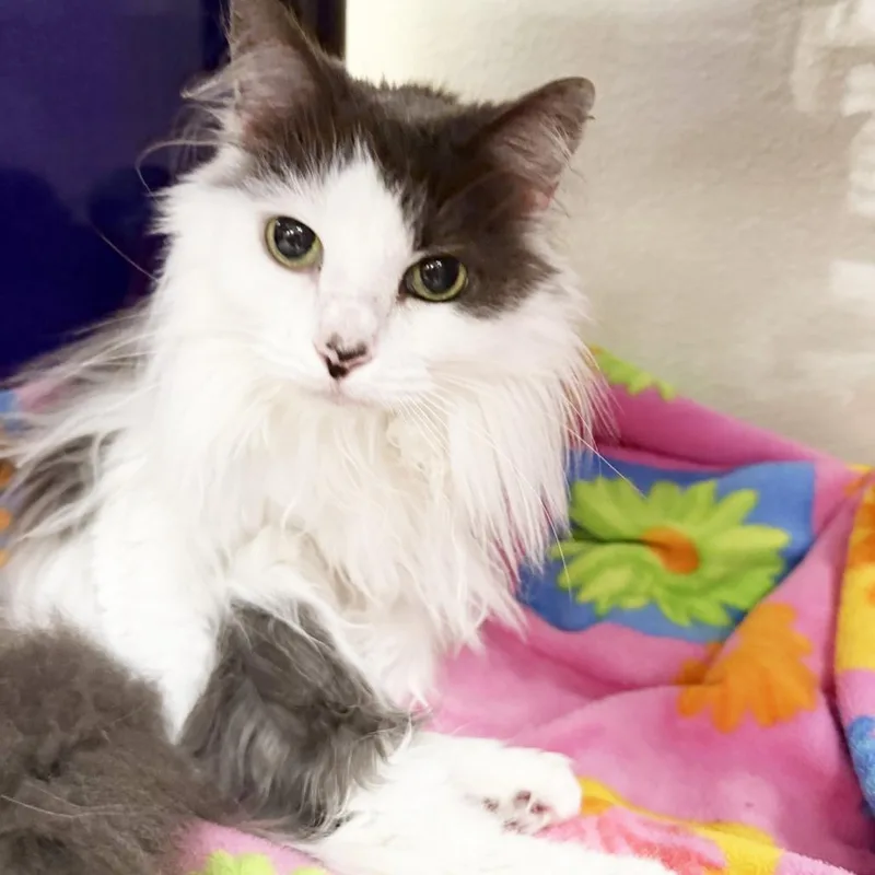 Princess  beatiful longhaired thumbnail 5