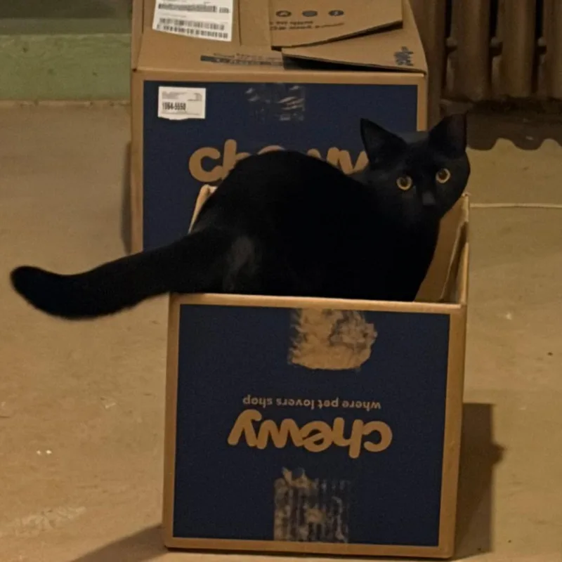 An adult medium-sized male Black Domestic Short Hair cat named Jackson for adoption in Freemansburg, PA