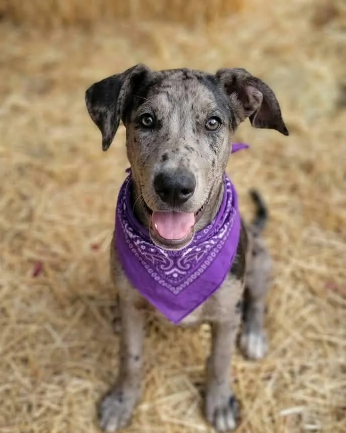 A baby extra large-sized female Great Dane dog named Palette for adoption in Anza, CA