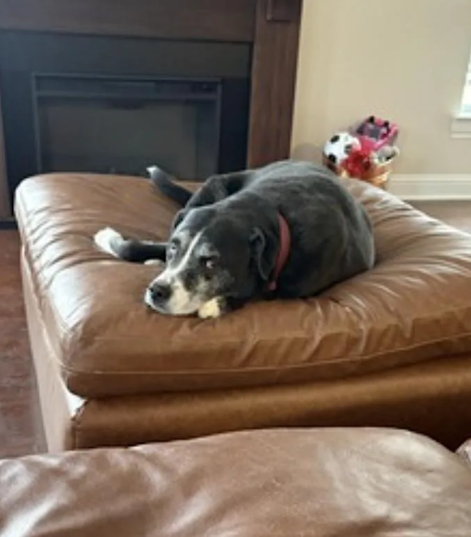 An adult large-sized female Black Labrador Retriever dog named Pickles for adoption in Amherst, MA